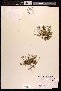 Minuartia kashmirica image