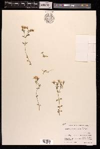 Gypsophila cerastioides image