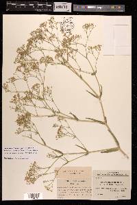 Gypsophila paniculata image