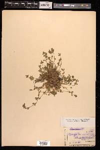 Gypsophila cerastioides image