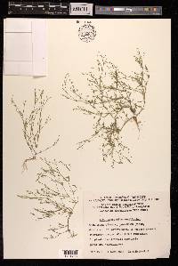 Gypsophila muralis image