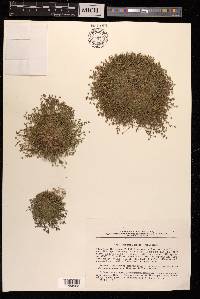 Sabulina rubella image