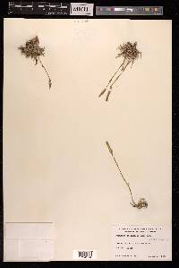 Dianthus orientalis image