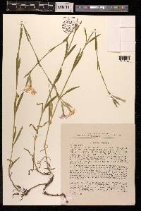 Dianthus superbus image
