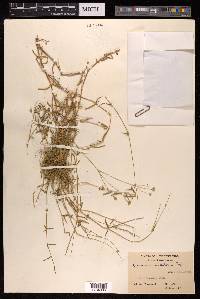 Arenaria trichotoma image