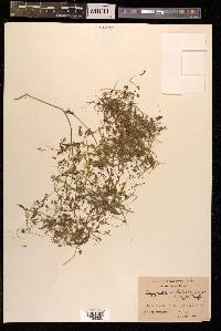 Lepyrodiclis holosteoides image