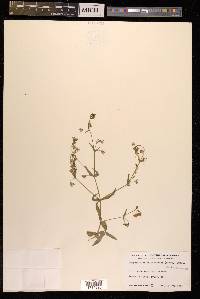 Lepyrodiclis holosteoides image