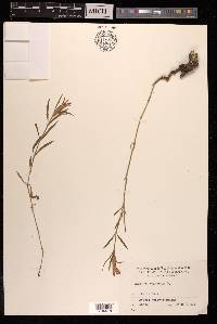 Dianthus chinensis image