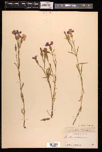 Dianthus chinensis image