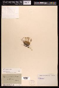 Sagina subulata image