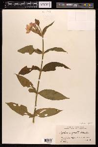 Silene cognata image
