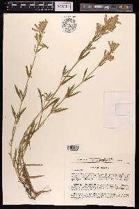 Silene repens image