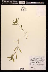 Pseudostellaria heterophylla image