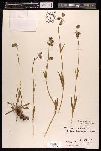 Silene himalayensis image
