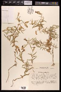 Silene procumbens image