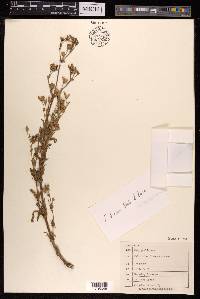 Silene firma image