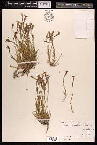 Silene moorcroftiana image