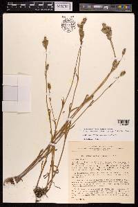 Silene songarica image