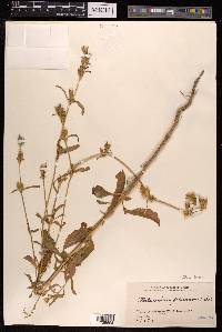 Silene firma image