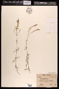 Silene fortunei image