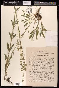 Silene borysthenica image
