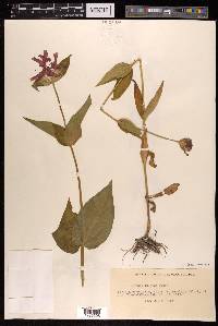 Silene sinensis image