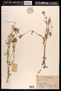 Silene aprica image