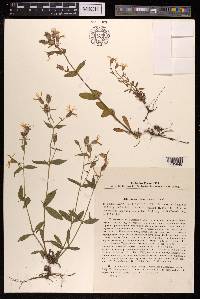 Silene olgae image