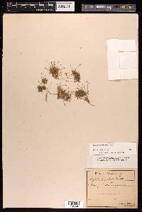 Sagina subulata image