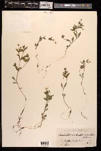 Pseudostellaria heterophylla image