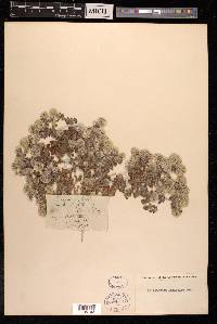 Polycarpaea latifolia image