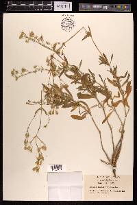 Silene foliosa image