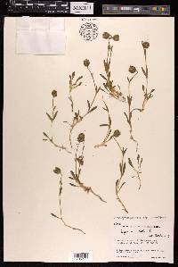 Silene himalayensis image
