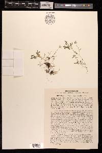 Pseudostellaria rupestris image