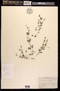 Pseudostellaria japonica image