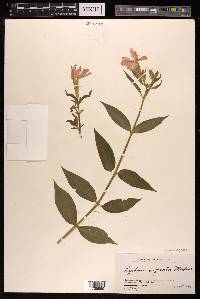 Silene cognata image