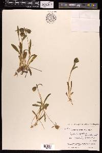 Silene himalayensis image