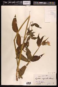 Silene cognata image