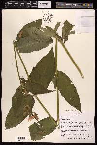 Silene sinensis image