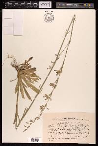 Silene chlorantha image