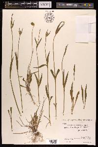 Silene himalayensis image