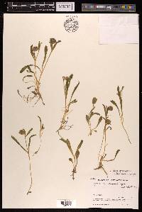 Silene himalayensis image