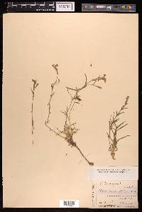 Silene moorcroftiana image