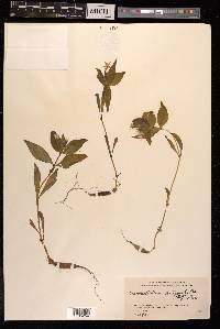 Pseudostellaria heterophylla image