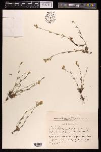 Silene sibirica image