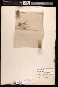 Sagina maritima image