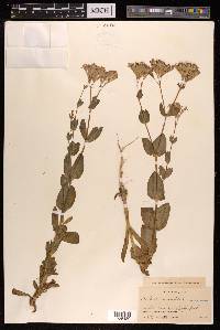 Silene armeria image