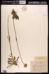 Saponaria bellidifolia image
