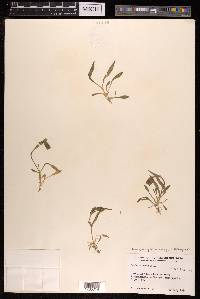 Silene himalayensis image