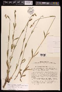 Silene songarica image